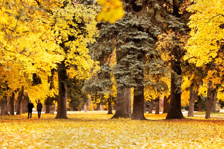 A forest of golden deciduous trees in the fall with a pine tree, and the forest floor covered in leaves.
