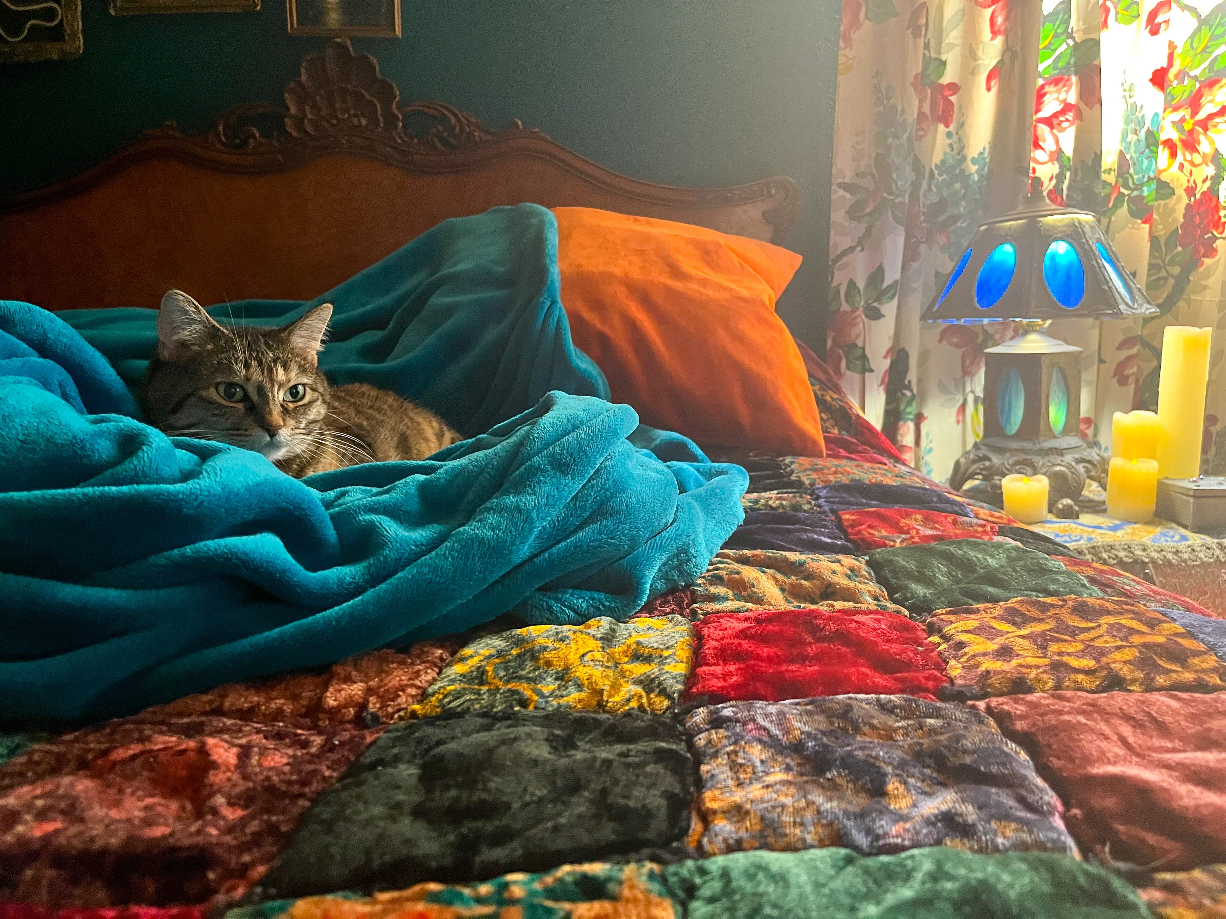 Aurora, a tortoiseshell cat, sitting on a vibrant blue blanket in the sunlight