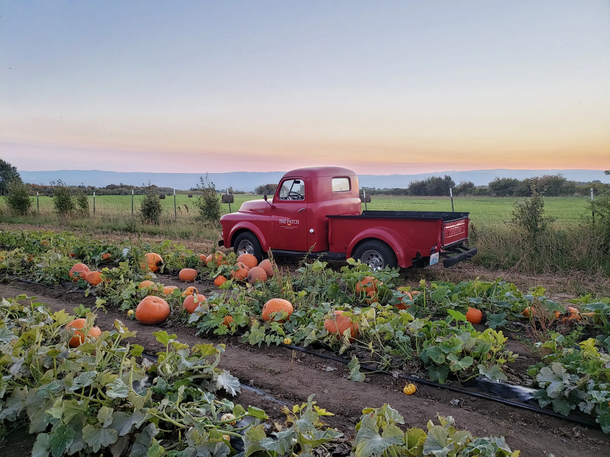 A vintage red pickup truck parked beside a pumpkin field at sunset, with rows of orange pumpkins in the foreground, green farmland and rolling mountains in the distance.