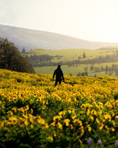 A lone person walks through a vibrant spring meadow full of yellow flowers in Mosier, OR.