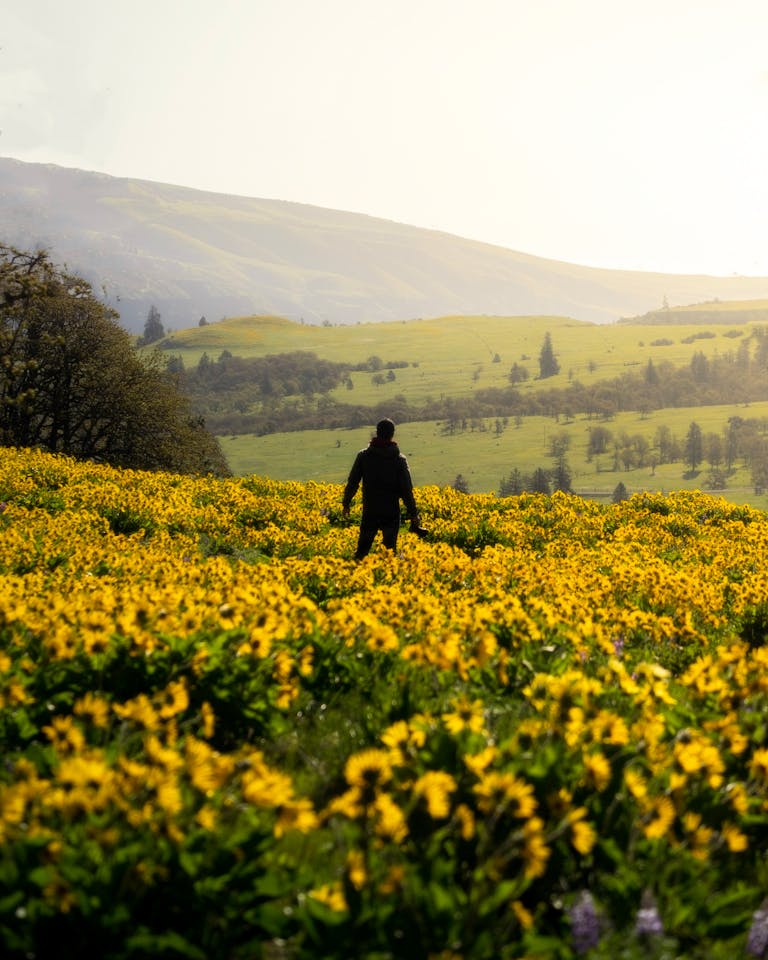 A lone person walks through a vibrant spring meadow full of yellow flowers in Mosier, OR.